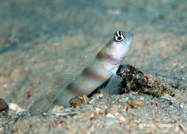 Steinitz Shrimpgoby, Amblyeleotris steinitzi
