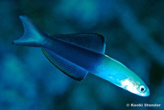 TwoTone Dartfish, Ptereleotris evides