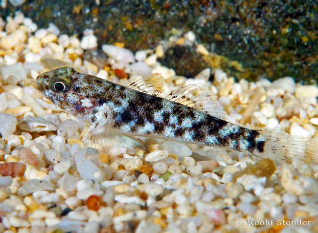 Whitespotted Frillgoby juvenile, Bathygobius coalitus