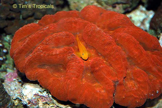 Yellow Clown Goby, Gobiodon okinawae