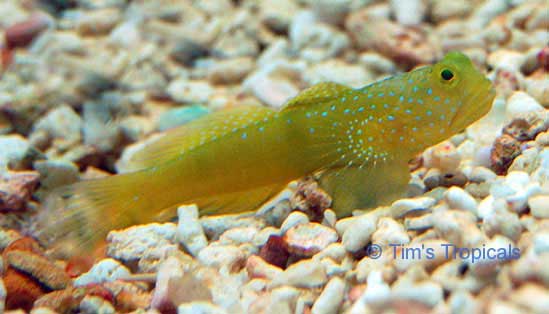 Yellow Watchman Goby, Cryptocentrus cinctus