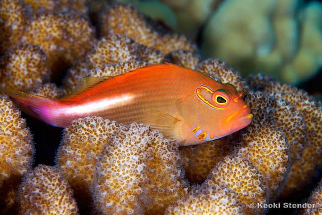 Arceye Hawkfish, Paracirrhites arcatus