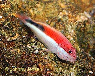 Blackside Hawkfish, paracirrhite forsteri
