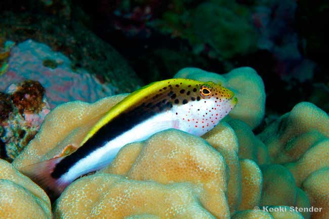 Blackside Hawkfish juvenile, paracirrhite forsteri