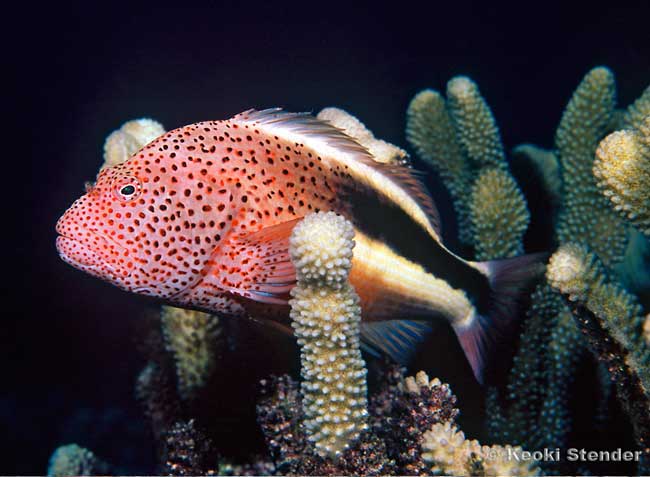 Blackside Hawkfish, paracirrhite forsteri