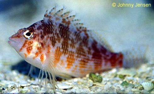 Coral Hawkfish, Cirrhitichthys oxycephalus