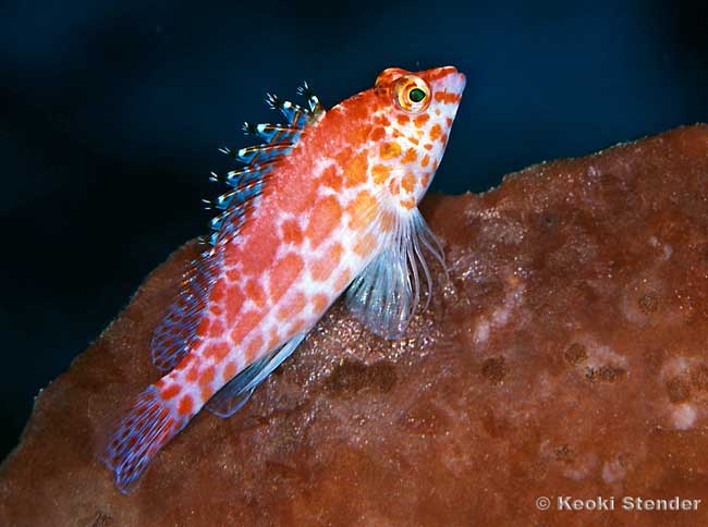 Coral Hawkfish, Cirrhitichthys oxycephalus