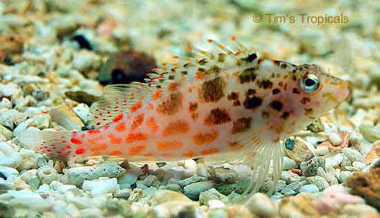 Dwarf Hawkfish, Cirrhitichthys falco