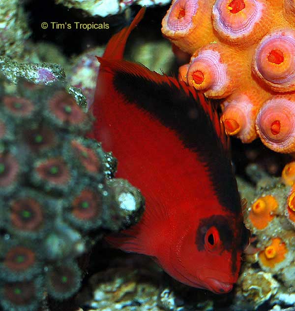 Flame Hawkfish, Neocirrhites armatus