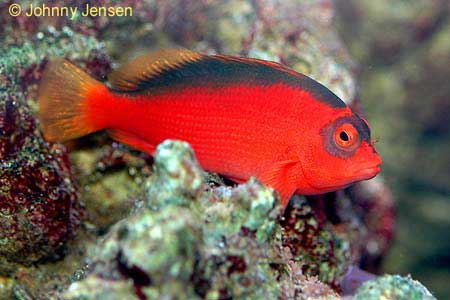 Flame Hawkfish, Neocirrhites armatus