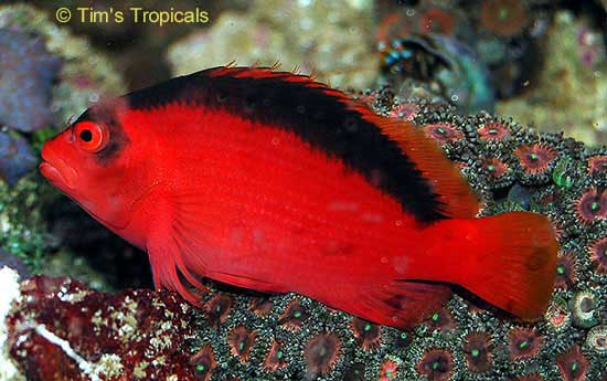 Flame Hawkfish, Neocirrhites armatus