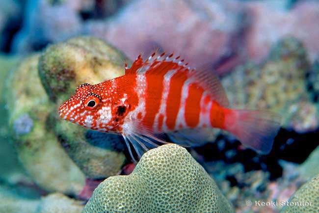 Redbarred Hawkfish, Cirrhitops fasciatus