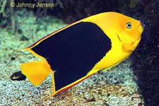 Rock Beauty Angelfish, Holacanthus tricolor