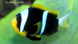 Orangefin Clownfish, Amphiprion chrysopterus