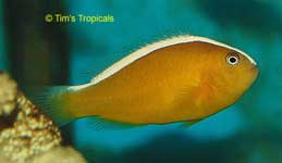 Yellow Skunk Clownfish, Amphiprion sandaracinos
