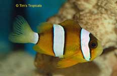 Yellow Tail Clownfish, Amphiprion clarkii