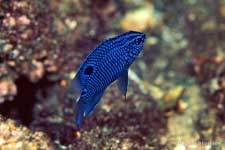 Acapulco Gregory juvenile, Stegastes acapulcoensis