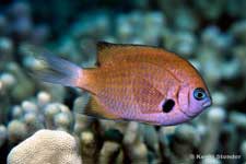 Agile Chromis, Chromis agilis