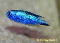Andaman Damselfish Pomacentrus alleni