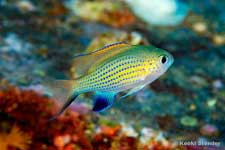 Blackfin Chromis, Chromis vanderbilti