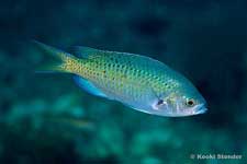 Blacksmith Chromis, Chromis punctipinnis