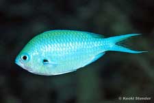 Blackspot Chromis, Chromis atripectoralis