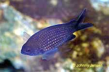 Blue Chromis, Chromis chromis