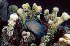 Blue-eye Damselfish, Plectroglyphidodon johnstonianus