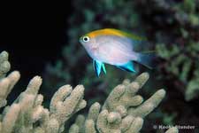 Bowtie Damselfish juvenile, Neoglyphidodon melas