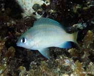 Brighteye Damselfish, Plectroglyphidodon imparipennis
