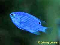 Caerulean Damselfish Pomacentrus caeruleus