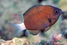 Chocolate-dip Chromis, Chromis hanui