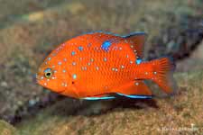 Garibaldi Damselfish Hypsypops rubicundus