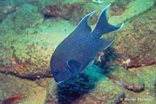 Giant Damselfish, Microspathodon dorsalis