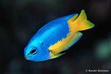 Goldbelly Damselfish Pomacentrus auriventris