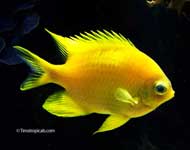 Golden Damselfish, Amblyglyphidodon aureus