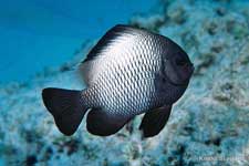 Hawaiian Dascyllus, Dascyllus albisella