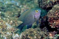Hawaiian Gregory juvenile, Stegastes marginatus