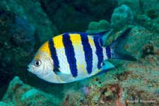 Indo-Pacific Sergeant, Abudefduf vaigiensis