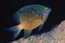 Jewel Damselfish juvenile, Plectroglyphidodon lacrymatus
