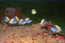 Limbaugh's Chromis, Chromis limbaughi