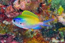 Oval Chromis juvenile, Chromis ovalis