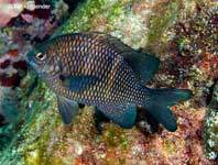 Rock Damselfish, Plectroglyphidodon sindonis
