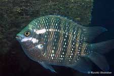 Seven-bar Sergeant, Abudefduf septemfasciatus