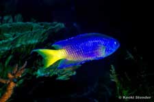 Similar Damselfish Pomacentrus similis