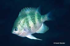 Staghorn Damselfish, Amblyglyphidodon curacao