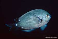 Threespot Chromis, Chromis verater