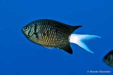 Variable Chromis, Chromis xanthura