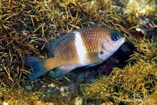 Whitebar Damselfish, Plectroglyphidodon leucozonus