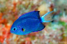 Whitetail Chromis juvenile, Chromis leucura